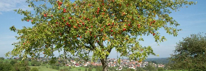 Apfelbaum auf grüner Wiese